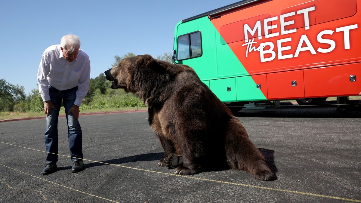 Während sich Kaliforniens Gouverneursrückruf erwärmt, brachte ein GOP-Herausforderer einen 1.000-Pfund-Bären auf die Spur