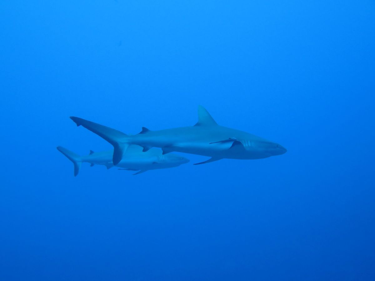 Die Australier wollen Hai-Angriffe als „negative Begegnungen“ umbenennen. Überlebende stimmen nicht unbedingt zu.