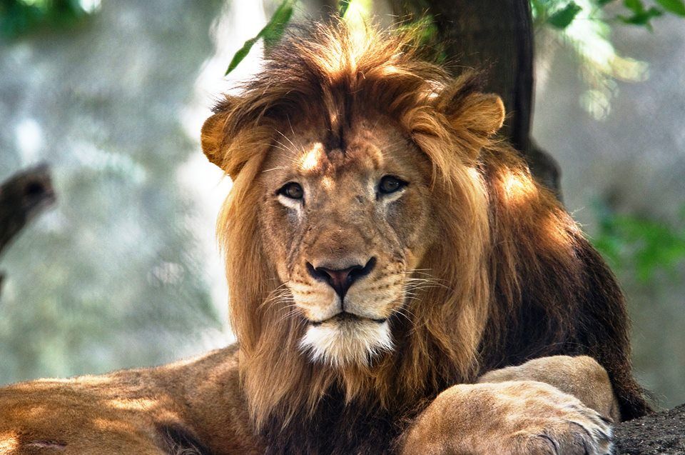 „Sie scheint ihm die Kehle zerquetscht zu haben“: Löwin im Zoo tötet Vater ihrer Jungen in „unprovoziertem“ Angriff