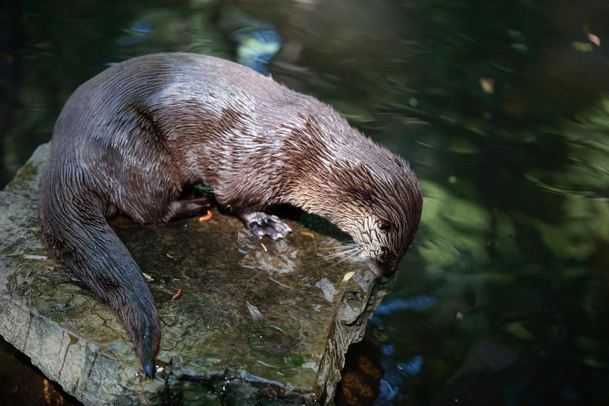 Besucher warfen Lebensmittel in ein Wildtierlebensraum. Nun ist ein geliebter Otter tot.