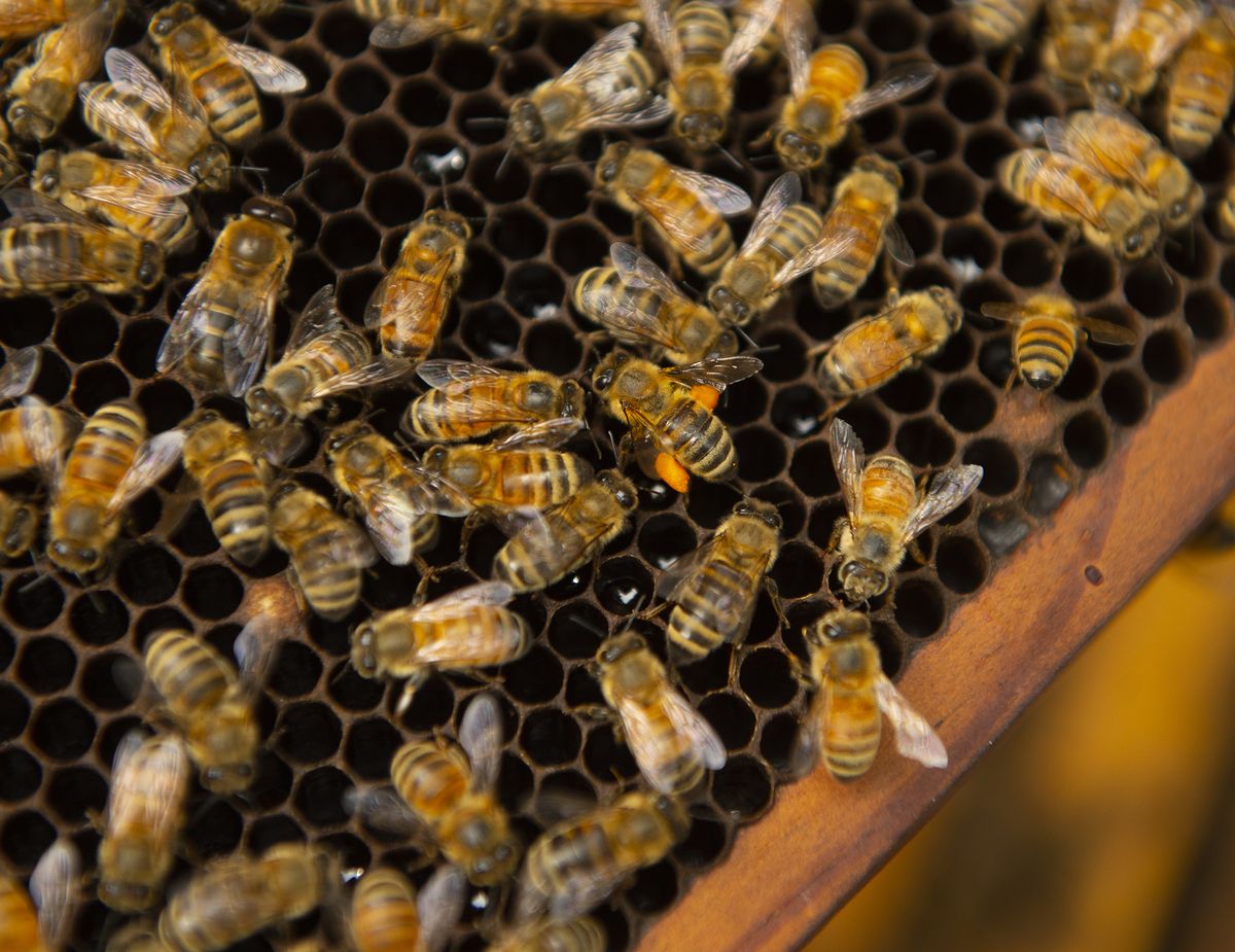 Tausende von speziell gezüchteten Honigbienen sind auf mysteriöse Weise verschwunden. Der Imker will Antworten.